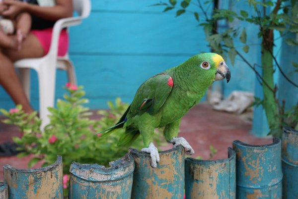 Hoe herken je een zieke hamster en wat moet je doen?