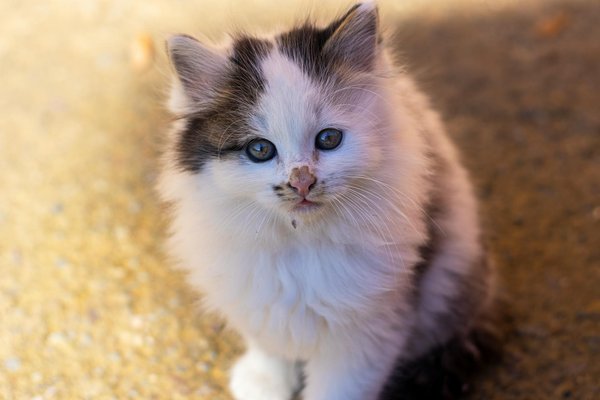 Hoe kan ik mijn huisdieren beschermen tegen parasieten in de zomer?
